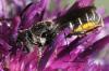 Heriades sp.